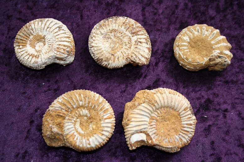 Fossil Ammonite - Madagascar